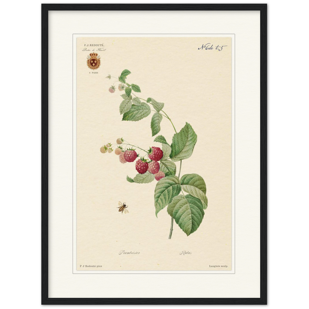 Raspberries by Redouté, 1824 (édition classique)