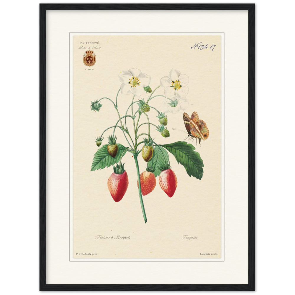 Strawberry by Redouté, 1834 (édition classique)