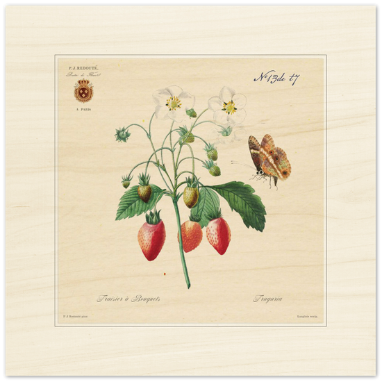 Strawberry by Redouté, 1834 (édition classique)