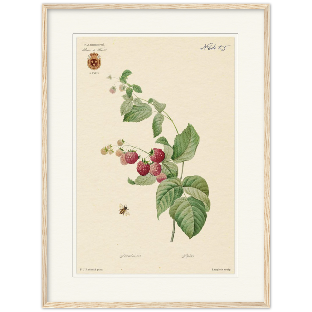 Raspberries by Redouté, 1824 (édition classique)