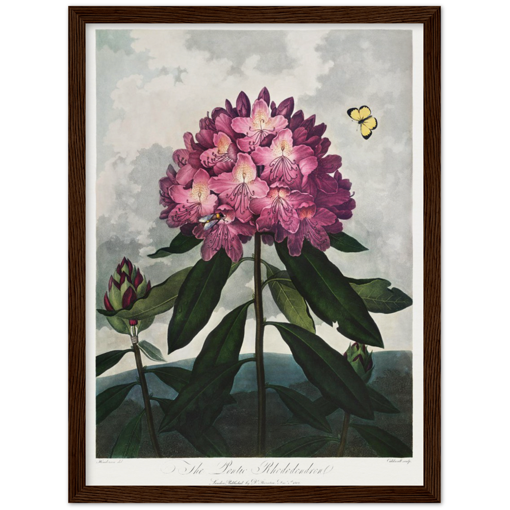The Pontic rhododendron by R.J. Thornton, 1807