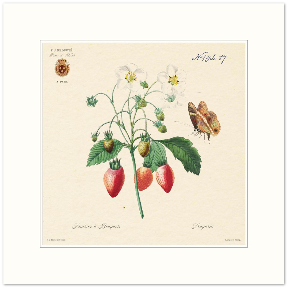 Strawberry by Redouté, 1834 (édition classique)