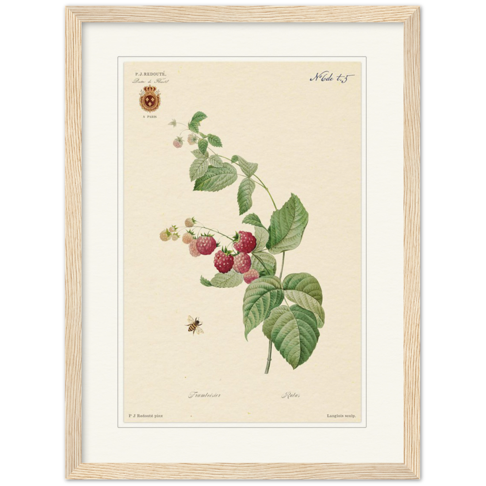 Raspberries by Redouté, 1824 (édition classique)