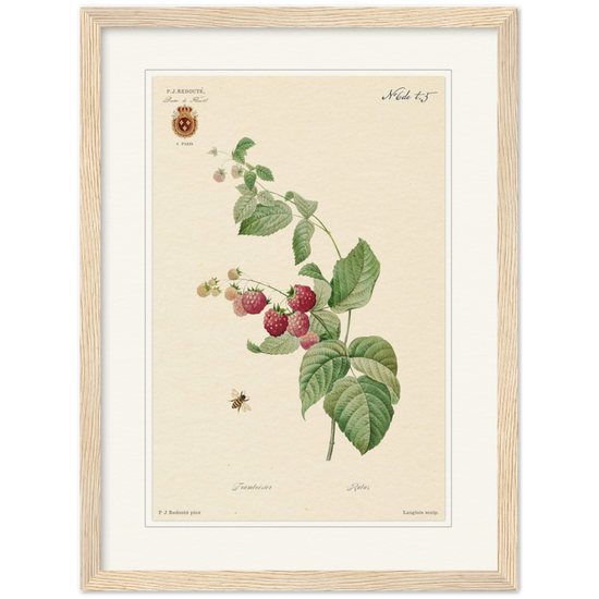 Raspberries by Redouté, 1824 (édition classique)