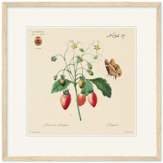 Strawberry by Redouté, 1834 (édition classique)