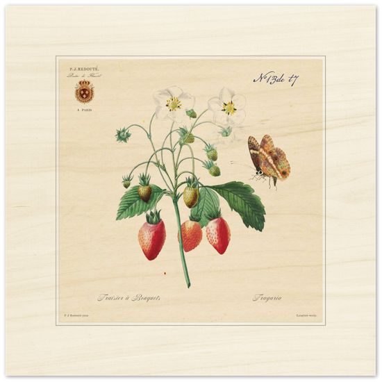 Strawberry by Redouté, 1834 (édition classique)