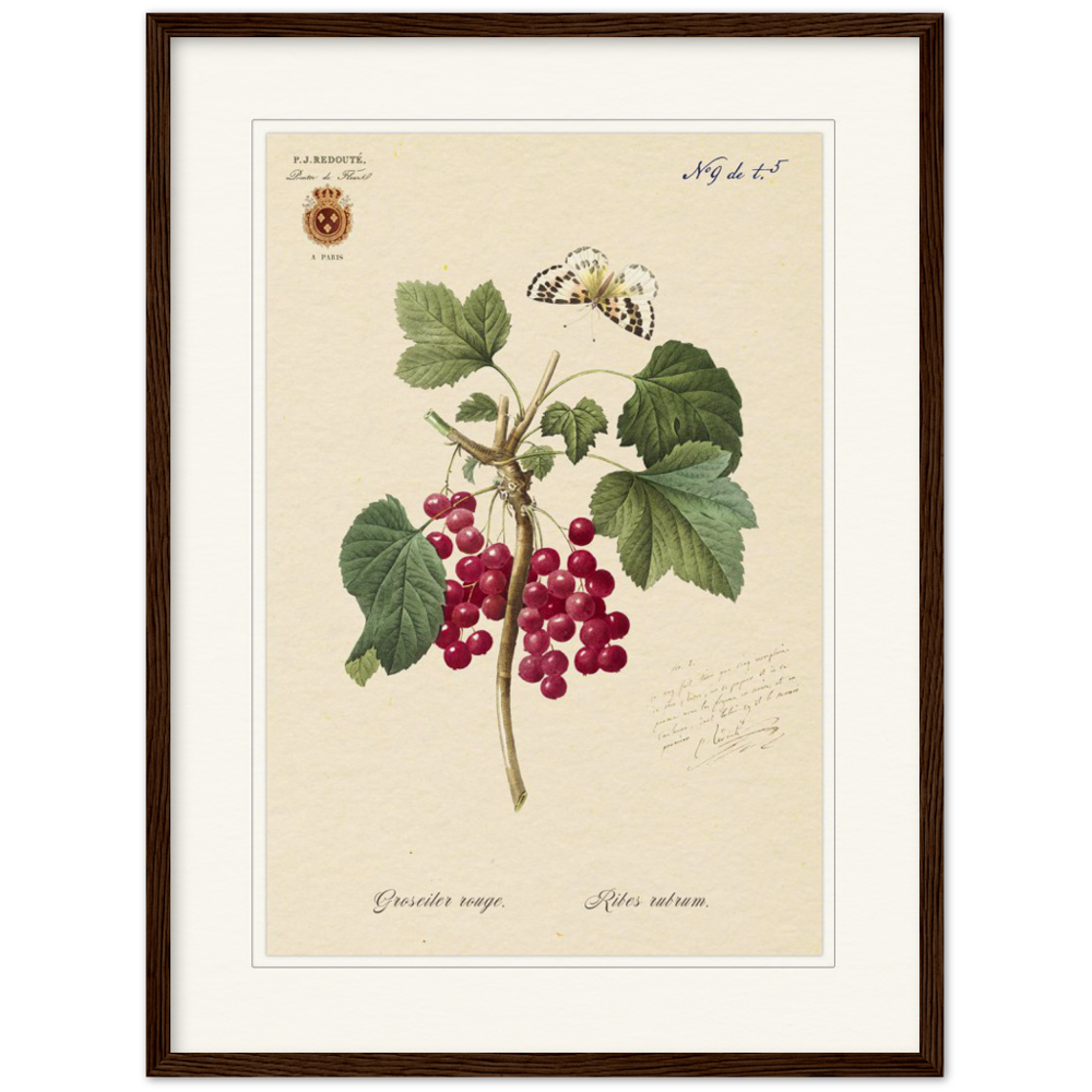 Red currant by Redoute, 1827 (édition classique)