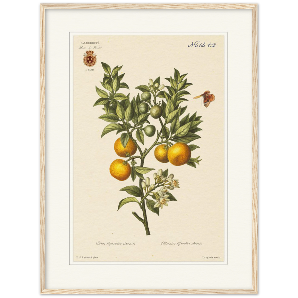 Bitter oranges by Redouté, 1834 (édition classique)