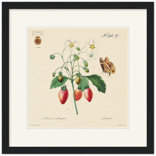 Strawberry by Redouté, 1834 (édition classique)