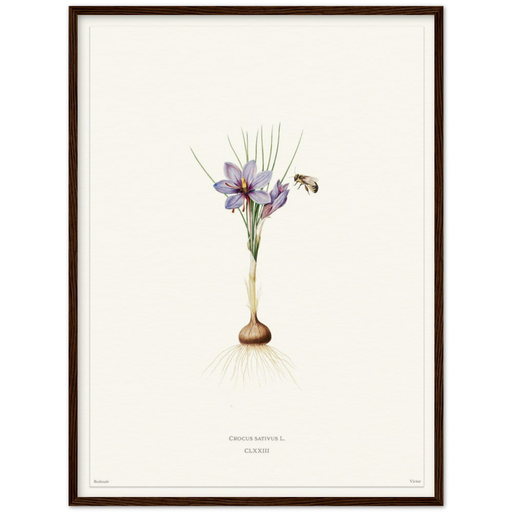 Saffron crocus by Redouté, édition blanc CLXXIII