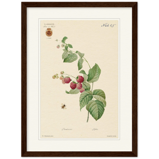 Raspberries by Redouté, 1824 (édition classique)