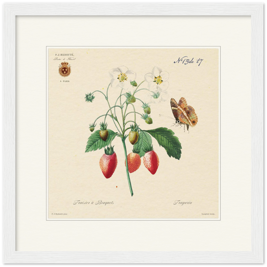 Strawberry by Redouté, 1834 (édition classique)