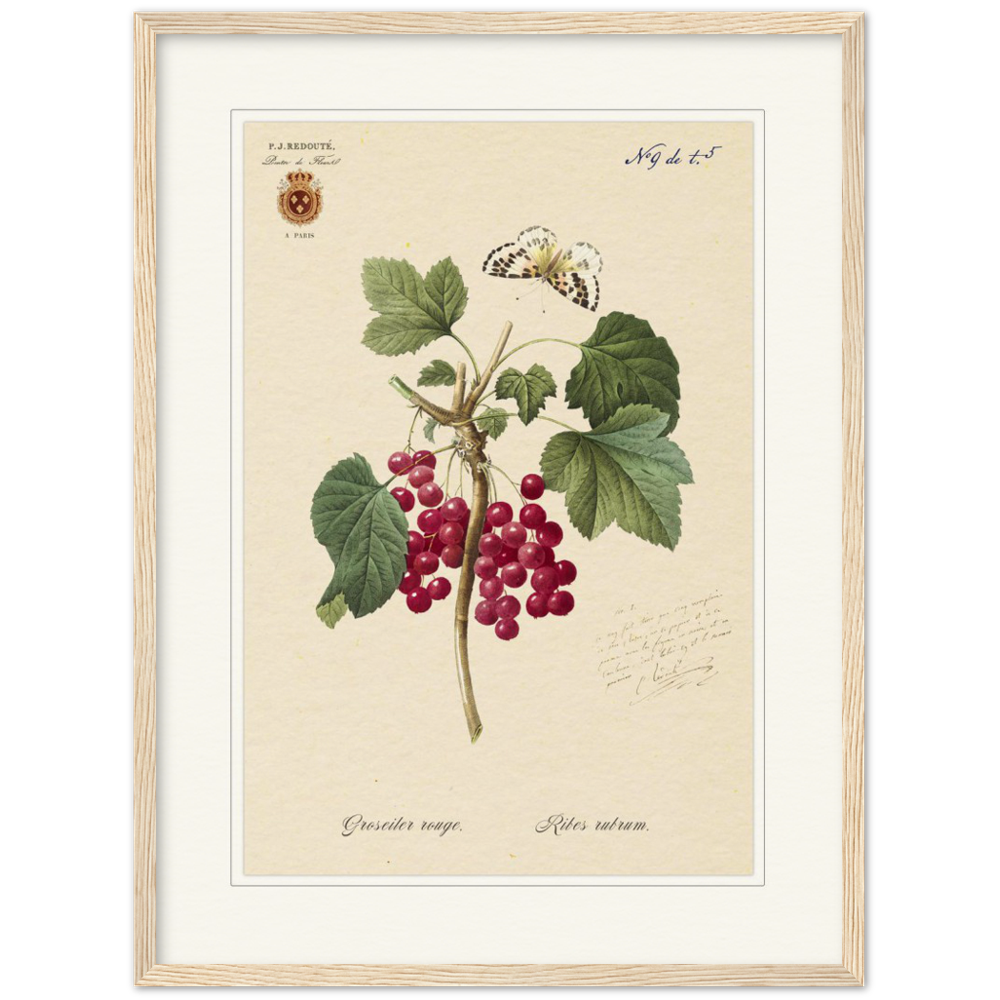 Red currant by Redoute, 1827 (édition classique)