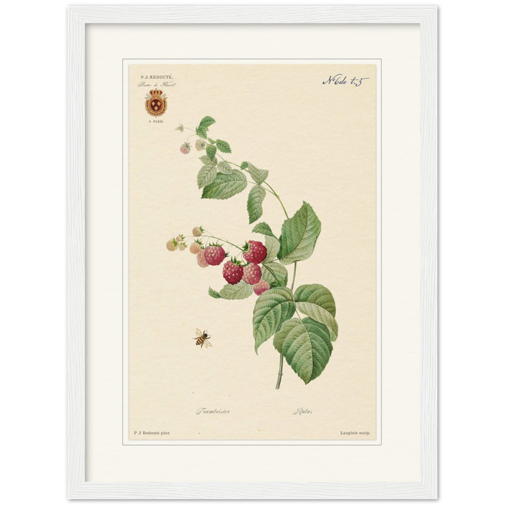 Raspberries by Redouté, 1824 (édition classique)