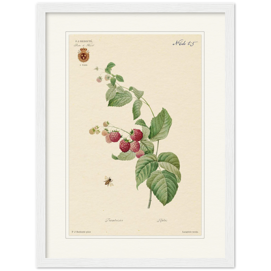 Raspberries by Redouté, 1824 (édition classique)