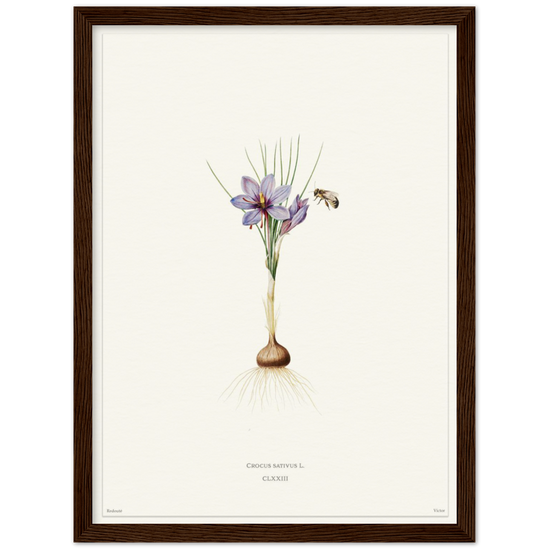 Saffron crocus by Redouté, édition blanc CLXXIII