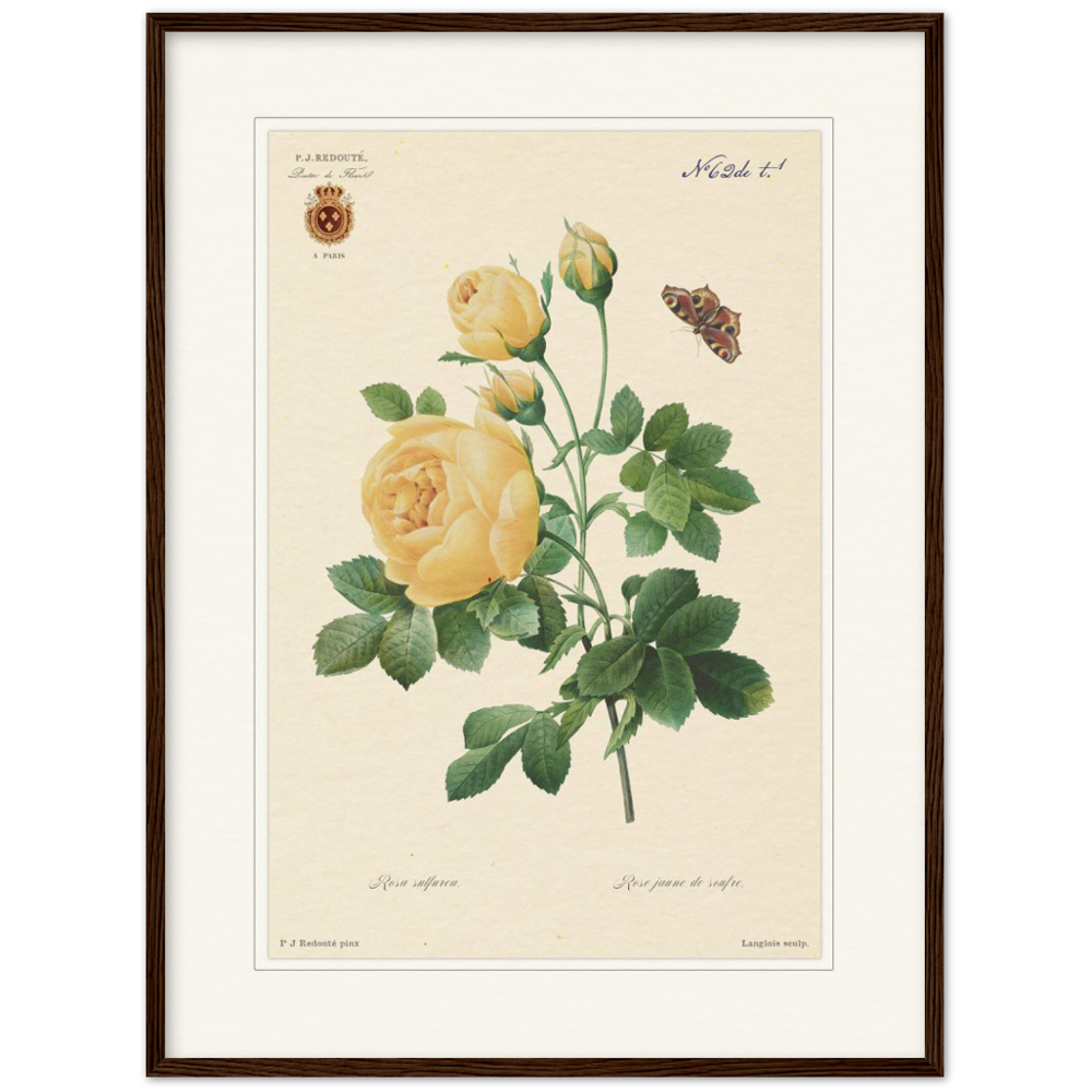 Redoute roses, framed botanical print, yellow rose, 