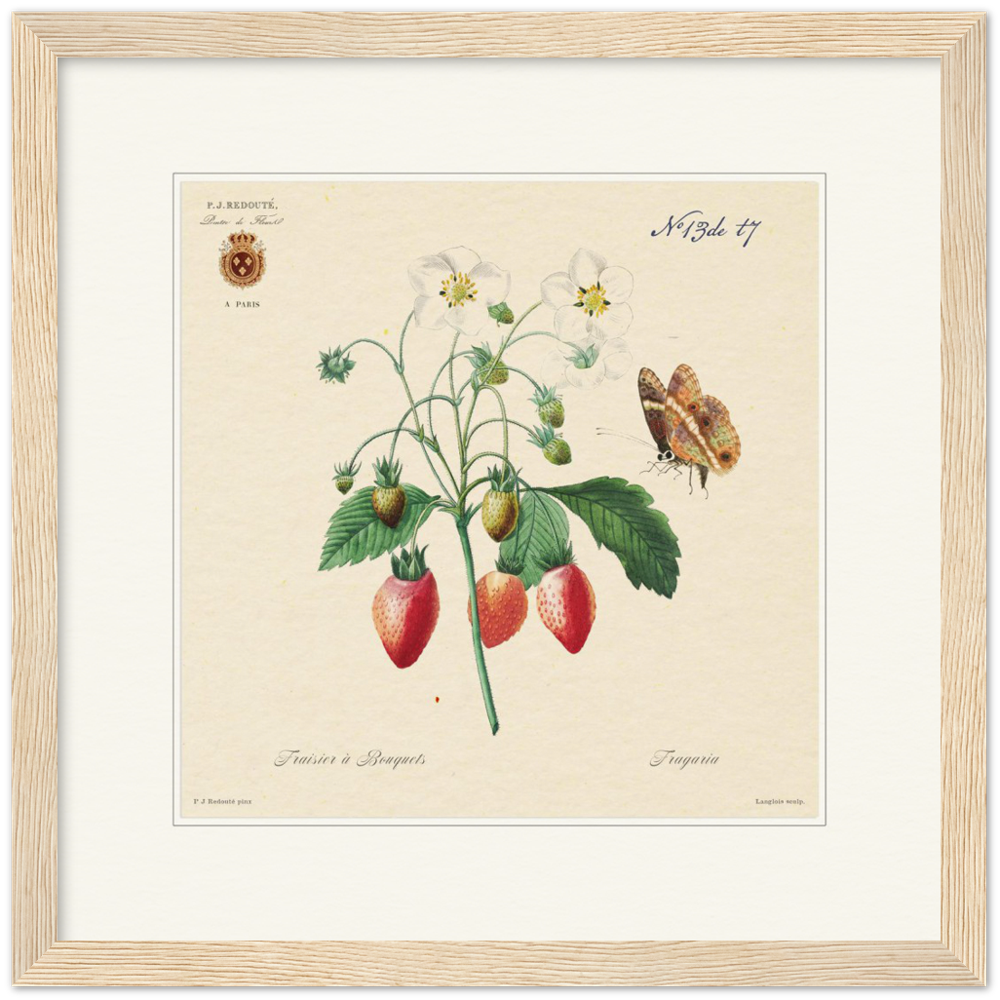 Strawberry by Redouté, 1834 (édition classique)