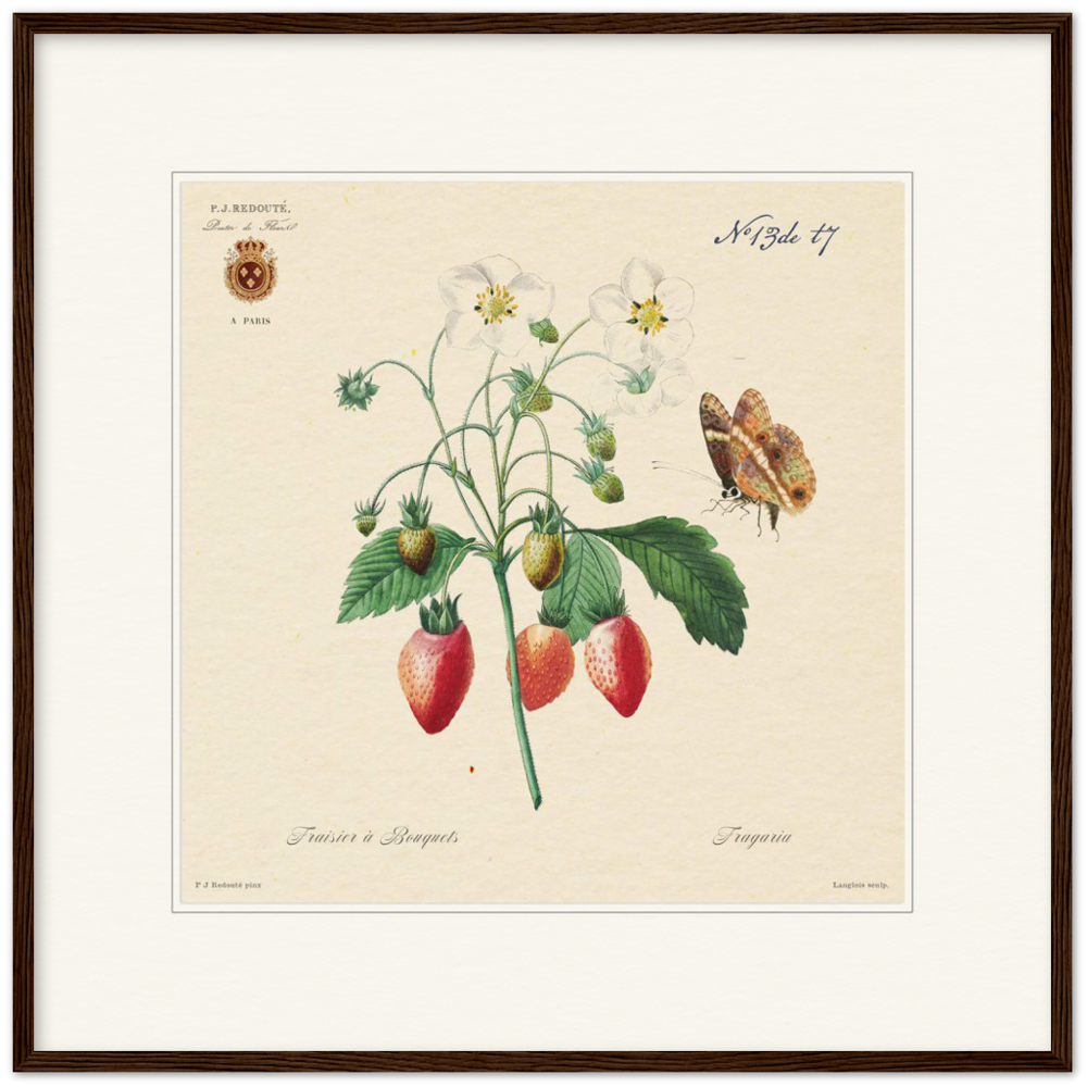 Strawberry by Redouté, 1834 (édition classique)