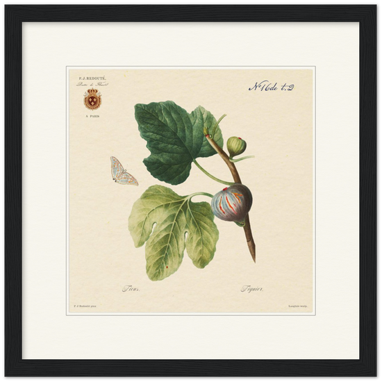 Figs by Redouté, 1834 (édition classique)
