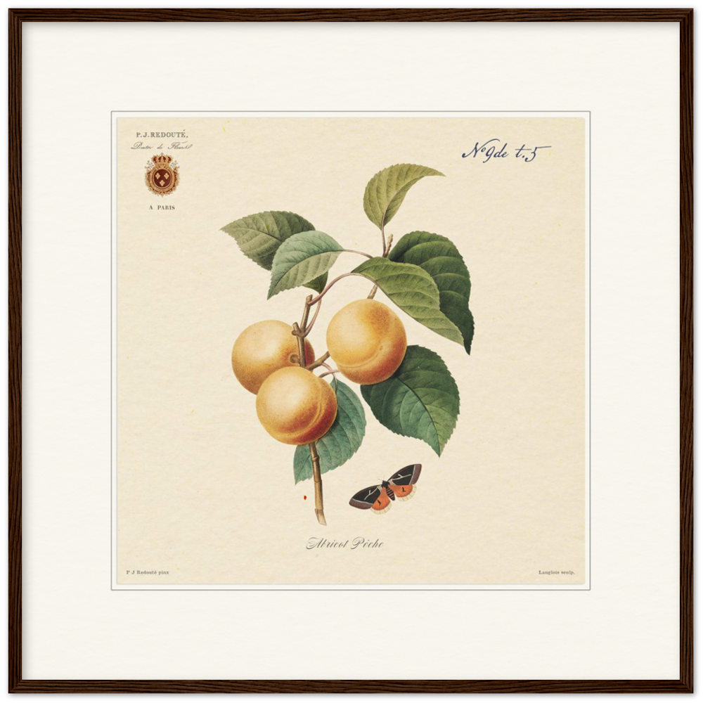 Apricot-Peaches by Redouté, 1824 (édition classique)