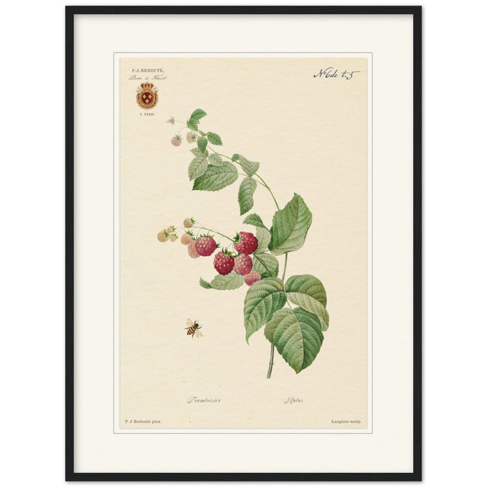 Raspberries by Redouté, 1824 (édition classique)