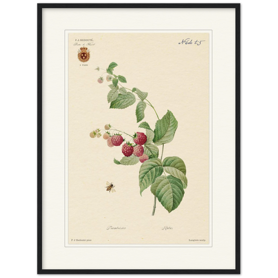 Raspberries by Redouté, 1824 (édition classique)