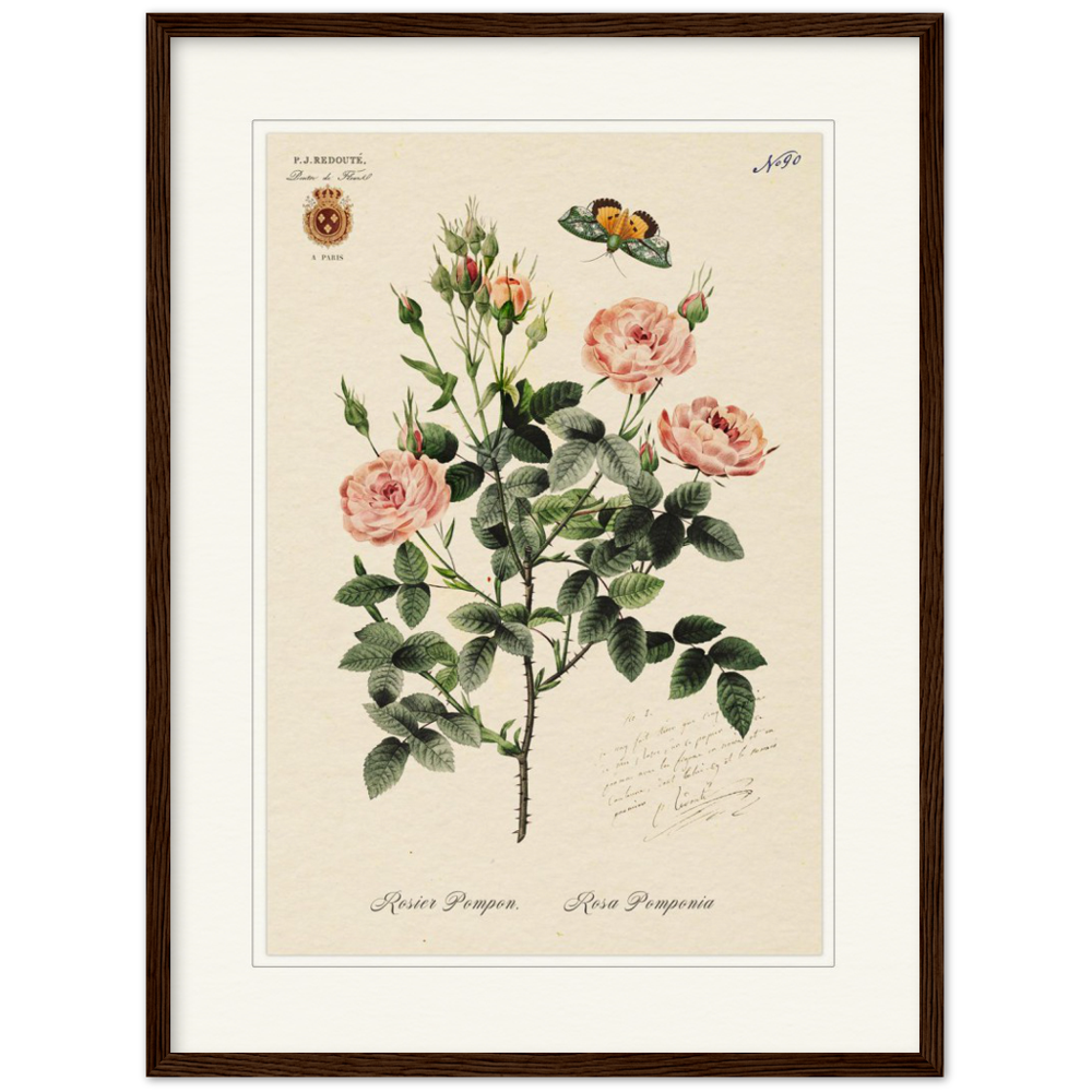 Rose Pompon by Redouté, 1824 (édition classique)