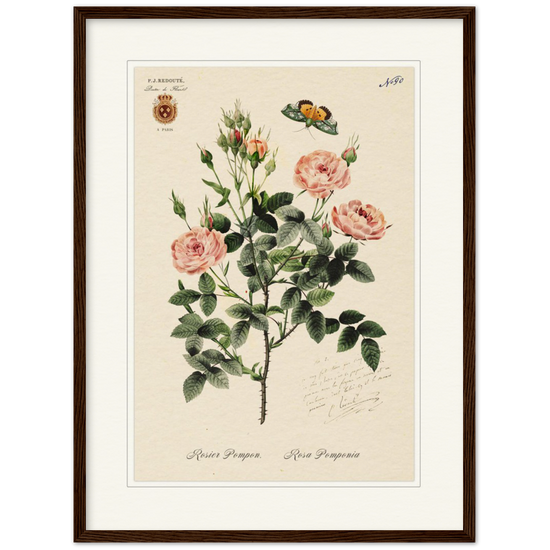 Rose Pompon by Redouté, 1824 (édition classique)