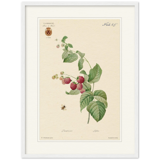 Raspberries by Redouté, 1824 (édition classique)