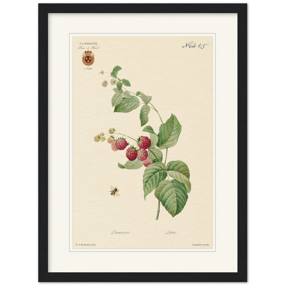 Raspberries by Redouté, 1824 (édition classique)