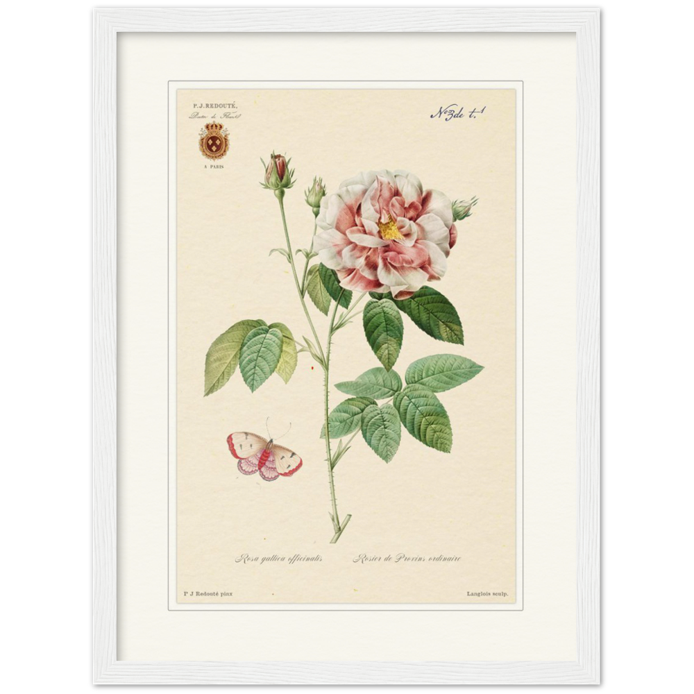 French Provencal Rose by Redouté, édition classique