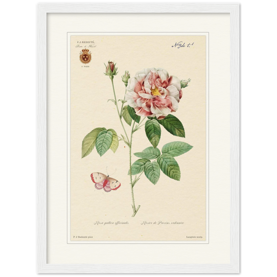French Provencal Rose by Redouté, édition classique