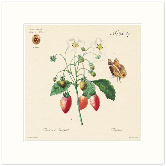 Strawberry by Redouté, 1834 (édition classique)