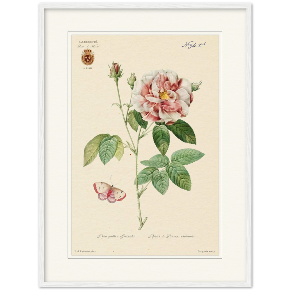 French provencal rose by Redoute. Framed botanical print. 