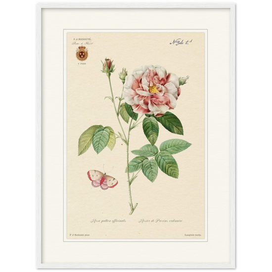 French provencal rose by Redoute. Framed botanical print. 