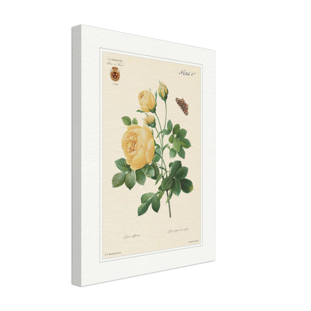 Yellow rose by Langlois and Redouté (édition classique)
