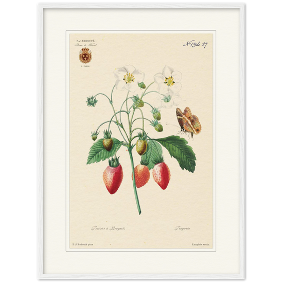 Strawberry by Redouté, 1834 (édition classique)